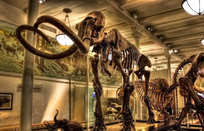 Dinosaur skeleton exhibit at American Museum of Natural History